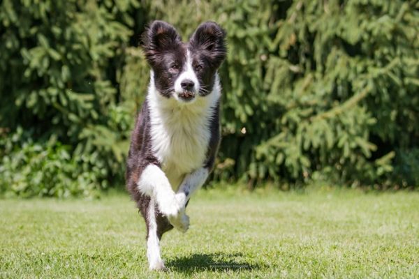 Hundetraining Franken - Basiskurs, Hund kommt auf Besitzer zugerannt