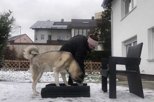 Hundetraining Franken Beschäftigungskurse Hund - Schnüffelspiel im Winter