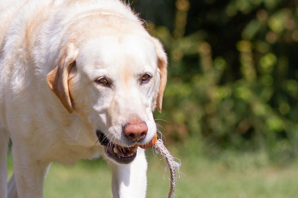 Hundetraining Franken Apportieren - Großer Hund bringt Spielzeug