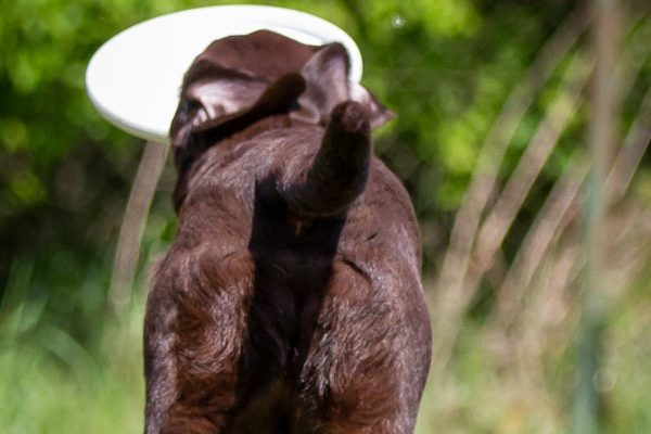 Hundetraining Franken - bunte Gruppe - Frisbee spielen mit Hund