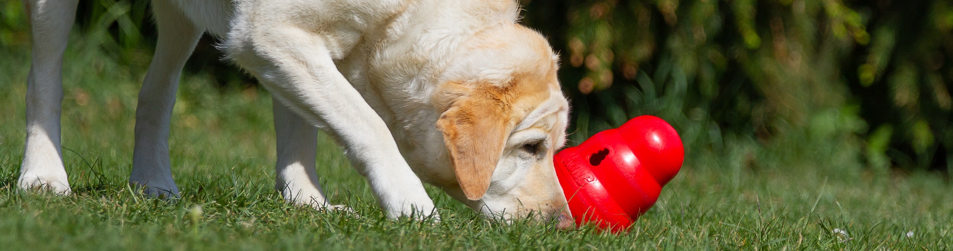 Hundetraining Franken Beschäftigungskurse Hund - Hund schnüffelt mit Kong Ball