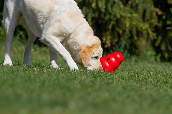 Hundetraining Franken Beschäftigungskurse Hund - Hund schnüffelt mit Futterball